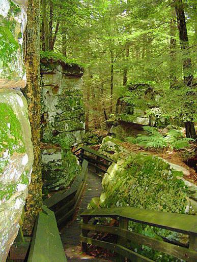 Beartown State Forest