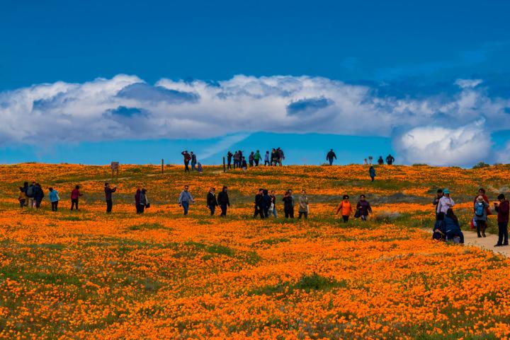 Antelope Valley California Poppy Reserve πΌπ